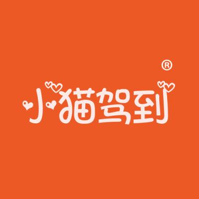 小猫驾到